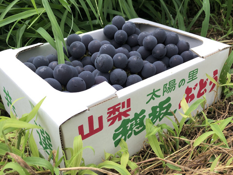 【房数制限で甘さに自信！！朝採り】完熟期の巨峰約1.8キロ(4〜6房)