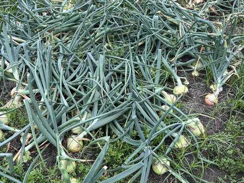 【淡路島産】淡路島玉ねぎ5kg M〜LLサイズ混合