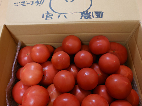 採れたて直送☆嘉麻市産☆桃太郎トマト４．５ｋｇ