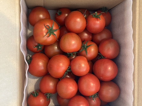 【Z1】皮が薄くジューシーな中玉フルーツトマト　ゼッピン娘(華おとめ)　1kg