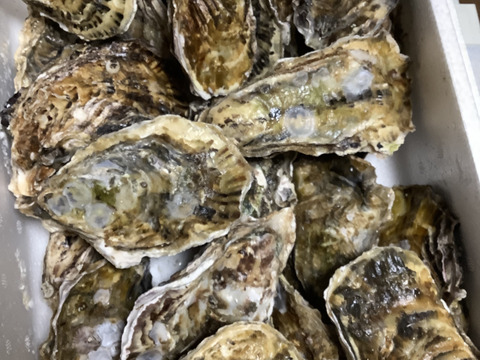 【BBQに牡蠣！】【生牡蠣】【生食用】三重県産 殻付き 浦村かき
S～Mサイズ 20個入り 1.8Kg (2～4人前）
牡蠣 貝類 海鮮 バーベキュー【母の日ギフト】【生で食べれる美味い牡蠣】