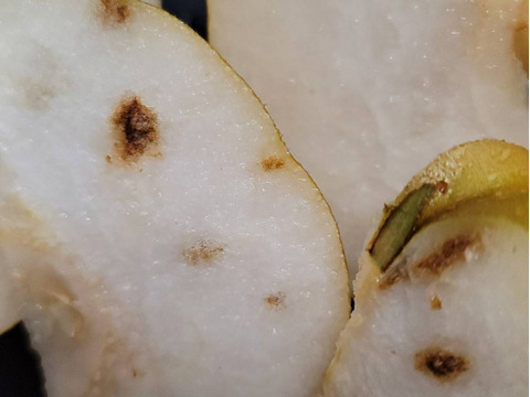 【加工用】王秋梨！