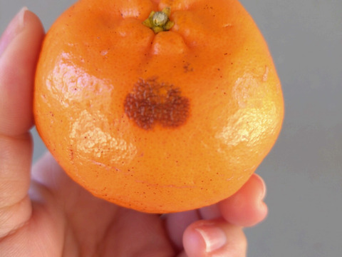 【加工用】土佐の温暖な気候で、うま味がギュッ！！と詰まったぽんかん（キズ大め　M～２Ｌ　５キロ）