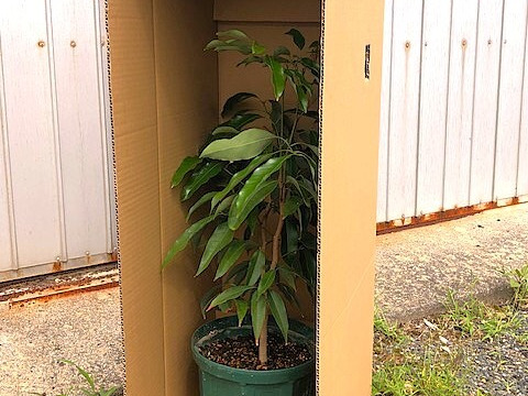 希少苗　ライチ大苗（実生3年苗）H700∼900程　限定１本