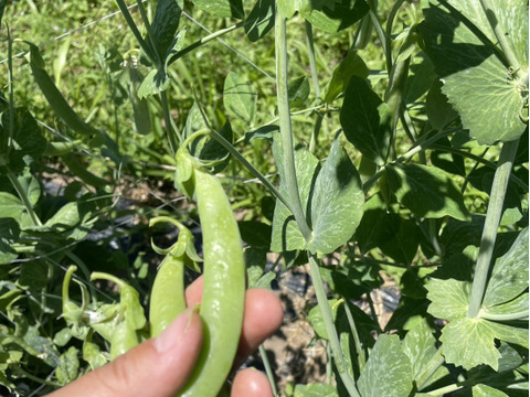 💡子供がポリポリ止まらない💡肉厚で甘い幻の古代種スナップエンドウ【農薬不使用】【化学肥料不使用】【品種改良なしの固定種野菜】🫛5月下旬予約🫛