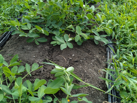 【有機JAS認証】兵庫県産　丹波ささやま「土付き落花生1ｋｇ」