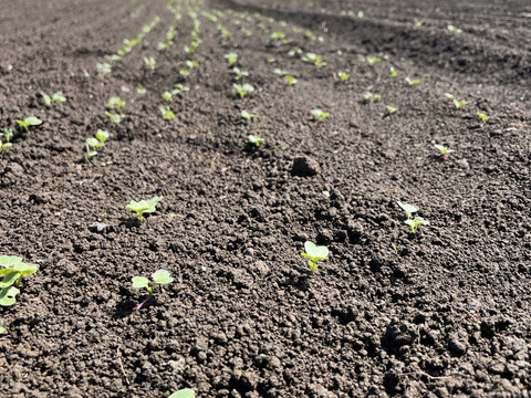 自然栽培ラディッシュ　５パック