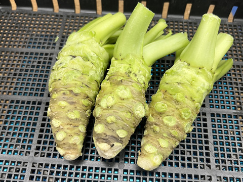 【産地直送4月21日収穫分】創業125年安曇野の湧水育ち。安曇野産本生わさび。貴重な大サイズ３００ｇ。新品種。