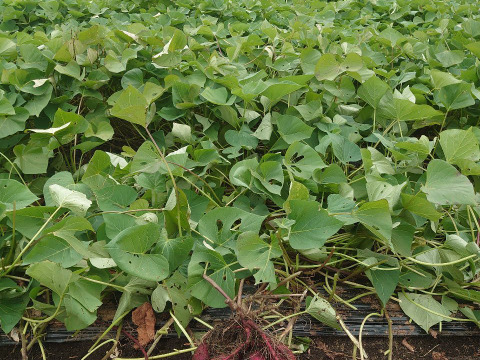 伊東農園のシルクスイート(サツマイモ)品のある甘さ!少し傷ありでお得!