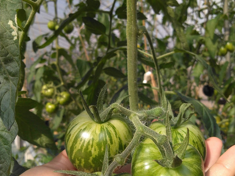 《本日終了！》完熟カラフルトマト 約1.3kg【食べ比べ】【厳選10種以上】