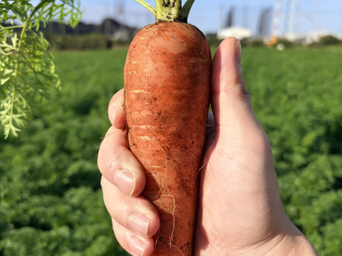 【臭みという言葉を知らない人参】食卓を彩る絶品人参❗️5kg！甘みたっぷり！生でも美味しい！希少価値高い品種！料理しやすいサイズをお届け！食卓に鮮やかなオレンジ色を🧡