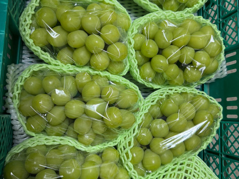 【大粒大房最高ランク】こだわり栽培シャインマスカット 1房詰約800g  特秀ランク 岡山県産(熨斗対応可)