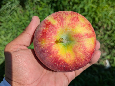 みずみずしい「シナノリップ」（自家用）5㎏