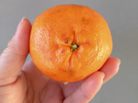 【加工用】土佐の温暖な気候で、うま味がギュッ！！と詰まったぽんかん（キズ大め　M～２Ｌ　５キロ）