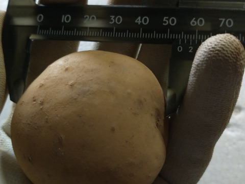 二口で食べれるサイズ 【新じゃがいも】 ２㎏