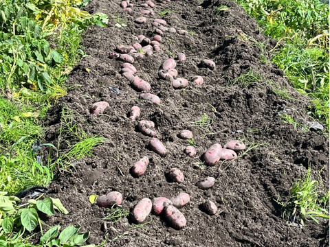 新物！デストロイヤー！2キロ即日配送