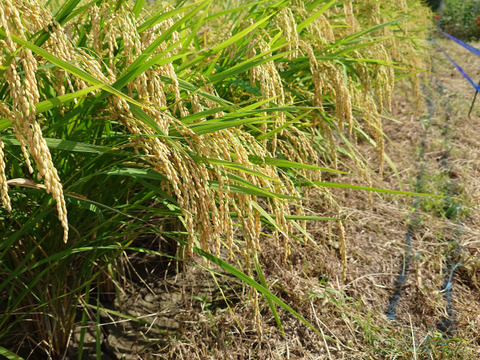 自然栽培米　一厘（いちりん）　Ｓ　玄米１０ｋｇ１袋