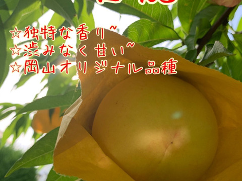 岡山県産　オリジナル品種【白麗】ご家庭用約2kg(中〜大玉)