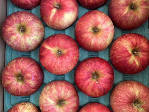 【夏りんご】青森県産りんご 「つがる」家庭用 キズ有 約5kg 【光センサー選果】