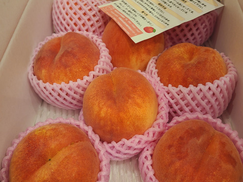 🍑さくら白桃 3kg 8～14玉 9月上旬発送 希少な桃 収穫した日に発送