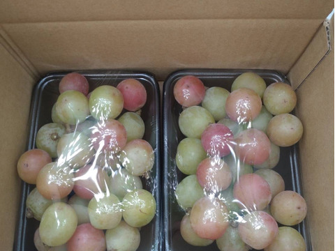 【訳あり】ゴルビー2kｇ