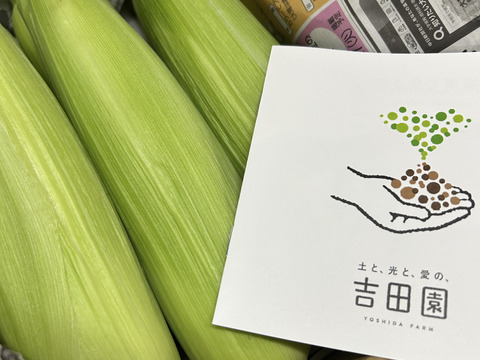 朝採れ　とうもろこし　6本