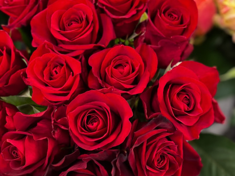 【父の日ギフト】赤バラ15本のブーケ🌹6月1日～15日お届け🌹父の日限定ラッピング