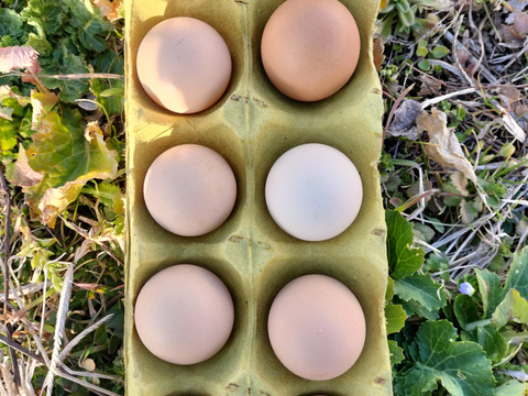 平飼いの３種類の烏骨鶏の卵10個自然農法果樹園アイアイファーム