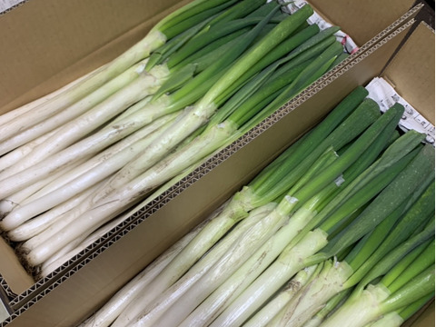 【訳アリ】＊秋田県産秋冬ねぎ＊  5㎏