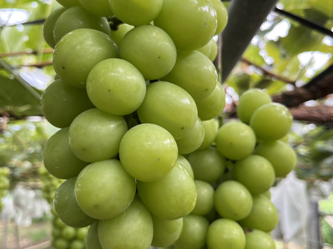 農家直送！完熟シャインマスカット佐久穂産１ｋｇ前後(2房)