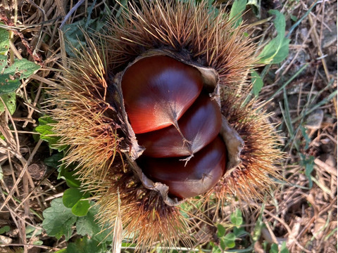 丹波栗　晩生 「筑波」 ３Lサイズ 約1kg（本州のみ）