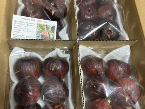 樹上完熟いちじく！朝採り！和歌山県産イチジク 1箱（500g×4P）