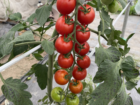 スーパーでは手に入らないミニトマトほのか２ｋｇ（化学肥料不使用）