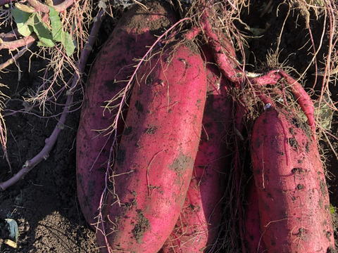 最高糖度50度！小さな焼き芋『べにはるか』