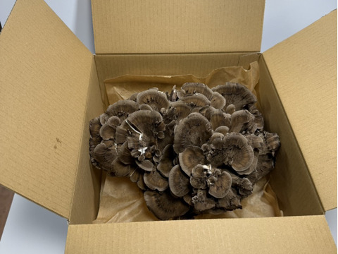 原木から育てた舞茸【今だけ！！秋限定】原木栽培
800g　高鮮度保持フィルムで包装