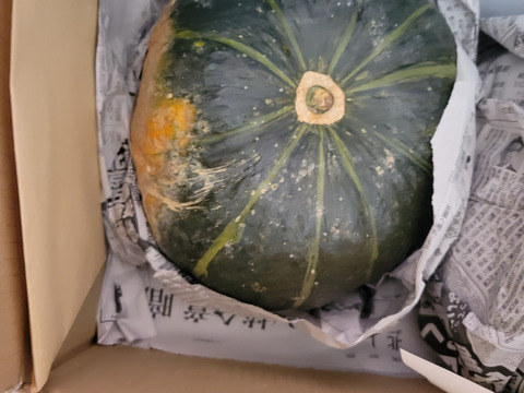 ★ほっこりした甘み、濃厚な味わい★熟成 ブラックのジョー(約3㎏/2玉)[化学農薬・化学肥料不使用]