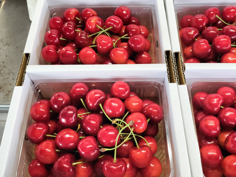 〈早期予約販売🍒20箱限定〉　大粒のみの紅秀峰　２Ｌ以上　一キロパックバラ　６月中旬~７月上旬発送予定　さくらんぼ