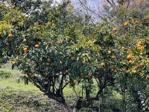 [自然栽培]ナルトオレンジ(3kg)栽培期間中農薬不使用、肥料不使用