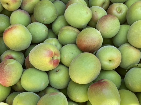 ⭐︎完全予約販売⭐︎ 和歌山が誇るブランド梅！南高梅✨サイズ混合（S〜L）5kg