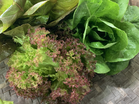 丹波篠山育ちのイタリア野菜 レタス編