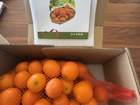 フルーツ金柑　1キロネット（L以上混合）