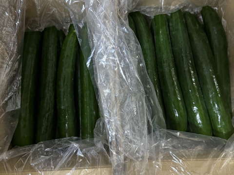 でかっ！！実はおいしい？！大きすぎなきゅうり【採れたて】を発送！おばけきゅうり5kg