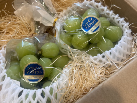 糖度抜群！種なしシャインマスカット　2房(約800g)　『クール便』