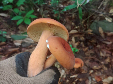 北海道産天然きのこチチタケtome3335様ご連絡ページ 北海道産天然きのこチチタケtome3335様ご連絡ページ 北海道産天然