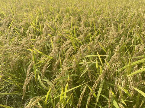 【令和7年新米】渥美半島コシヒカリ　白米9kg