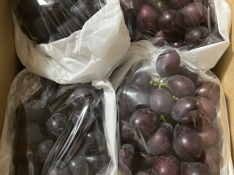 予約開始🍇【2箱】クール便【家庭用】幻の品種 高尾ぶどう