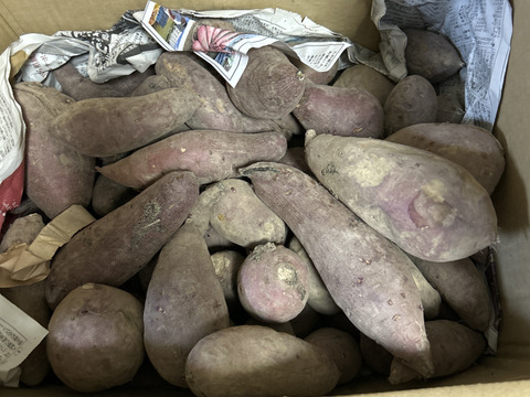 訳アリ！紅はるか土付き10㎏