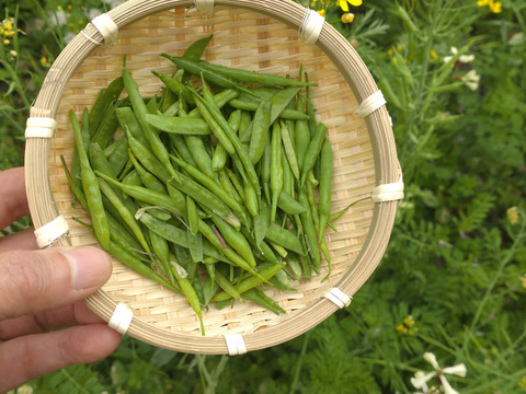 さや サヤ 鞘 🫛いろいろな鞘（小松菜、菜花、大根、カラスノエンドウのサヤ）今しか食べれない柔らかいうちのアブラナ科、マメ科のサヤ🫛約50個