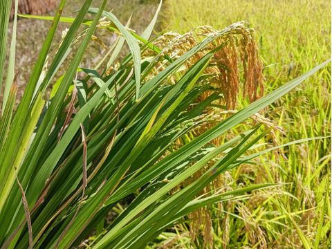 白米麹1㎏　肥料や農薬を使わず育てた【亀の尾】天日干し