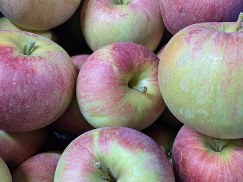 信州りんご🍎C品8キロ
